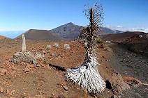 Silversword - flowers only once in forty or fifty years and than it dies
